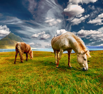 Op wat moet je letten bij de aankoop van een paard?