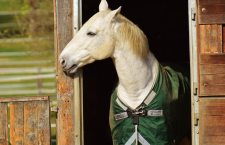 Hoe kies je de juiste huisvesting voor je paard?