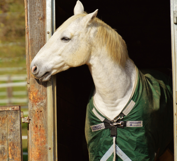 Hoe kies je de juiste huisvesting voor je paard?