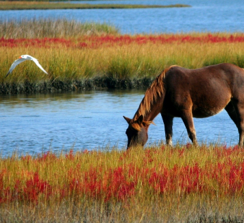 Zo leer je goed communiceren met je paard