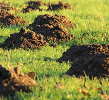 Mollen – wat doe je er tegen?