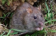 Met deze tips krijg je muizen uit je huis!