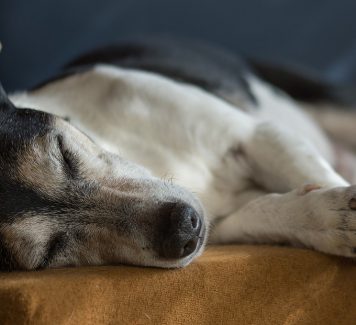 Artrose bij honden