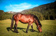 Verhoog de gezondheid van je paard met CBD olie