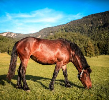 Verhoog de gezondheid van je paard met CBD olie