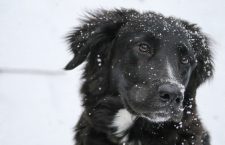 Tips voor het verzorgen van je dier in de winter