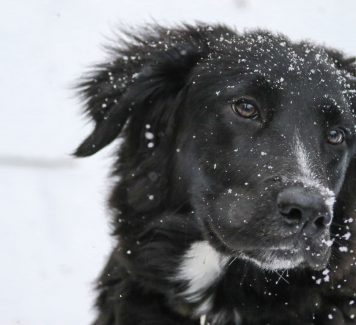 Tips voor het verzorgen van je dier in de winter