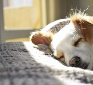 Comfortabel en praktisch, de aangename honden slaapplek!