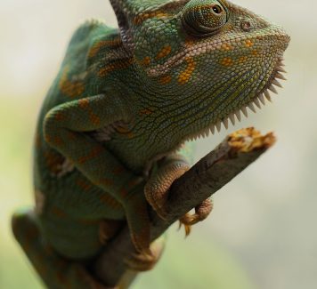 Dagje Breda en omgeving, bezoek de dieren!