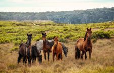 De paardenstalling van het paard is belangrijk