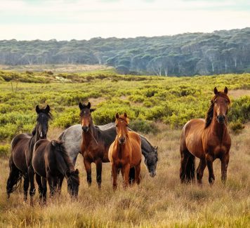 De paardenstalling van het paard is belangrijk