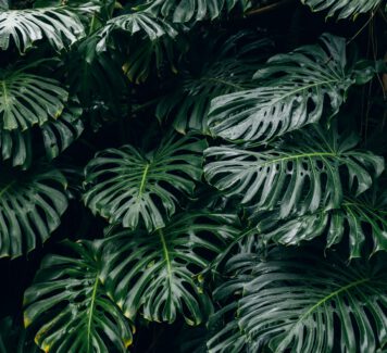 De Monstera Deliciosa plant – Een gemakkelijk te verzorgen kamerplant